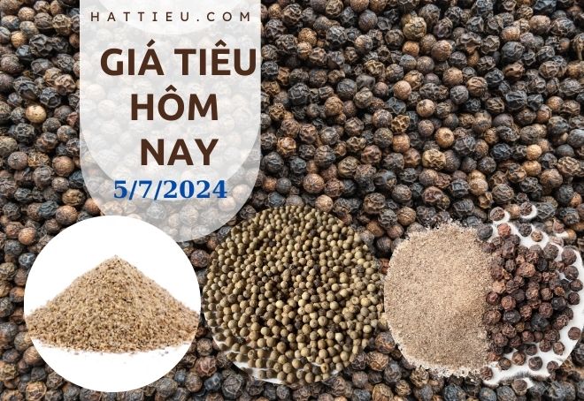 Giá tiêu hôm nay ngay 5.7.2024