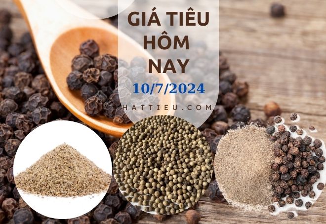 Giá tiêu ngày 10.7.2024-3276